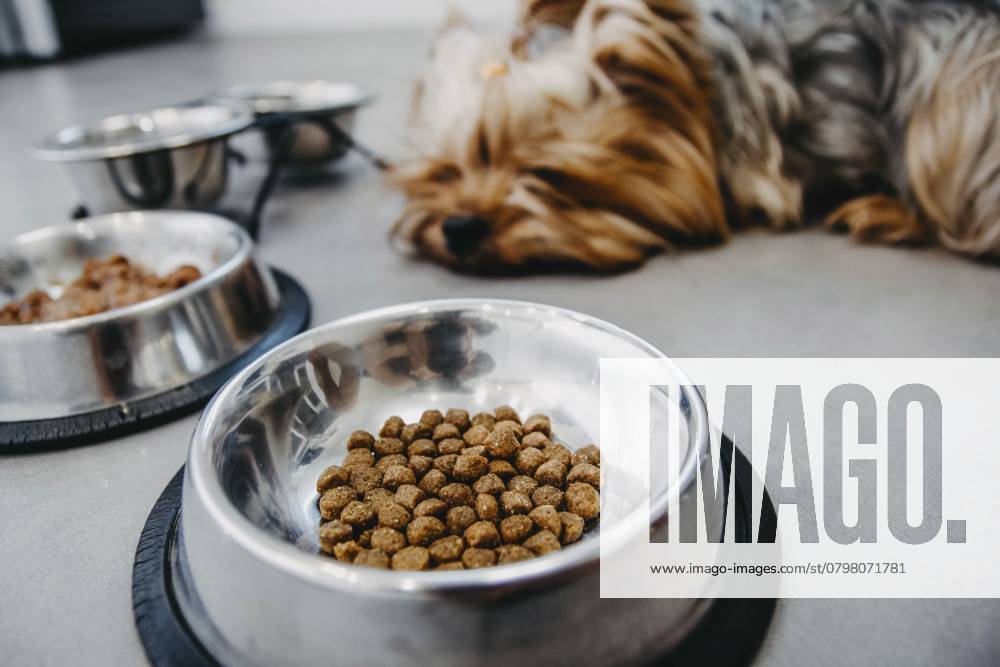 Ein Hund, der neben einem mit Trockenfutter gefüllten Napf liegt A dog lying near a bowl filled with dry food