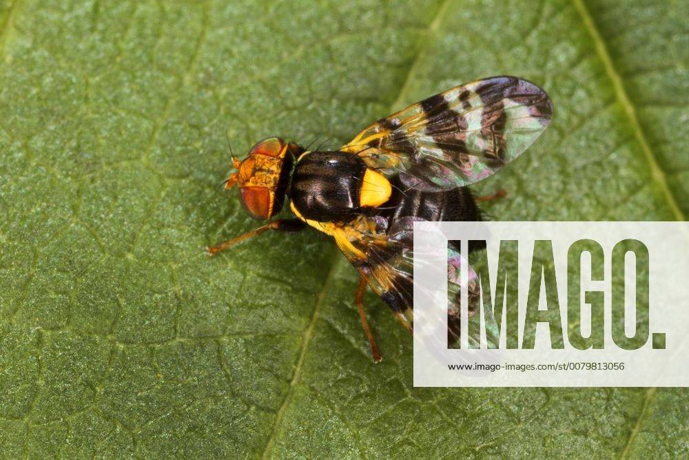Kirschfruchtfliege, Kirsch-Fruchtfliege, Kirschfliege, Kirsch-Fliege (Rhagoletis cerasi, Rhagoletis signata, Trypeta signata), auf einem Blatt sitzend, Aufsicht, Deutschland cherry fruit fly, tephritid fruit fly (Rhagoletis cerasi, Rhagoletis signata, Trypeta signata), sitting on a leaf, view from above, Germany BLWS460183
