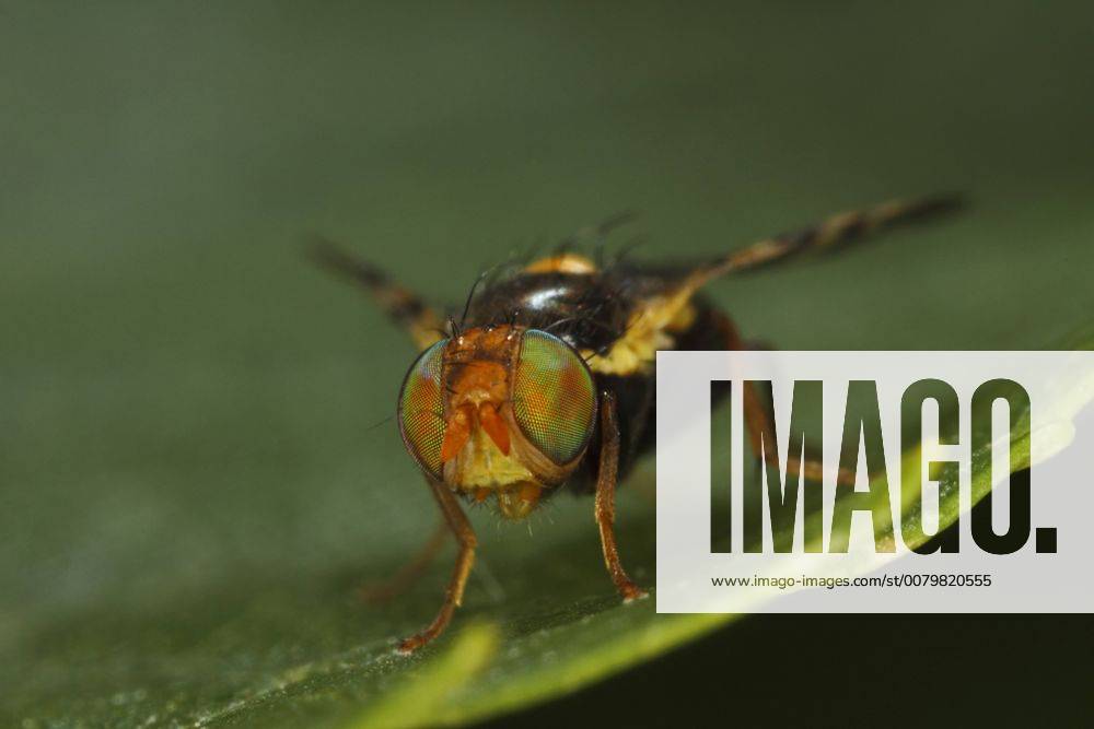 Kirschfruchtfliege, Kirsch-Fruchtfliege, Kirschfliege, Kirsch-Fliege (Rhagoletis cerasi, Rhagoletis signata, Trypeta signata), Portraet, Komplexaugen, Deutschland cherry fruit fly, tephritid fruit fly (Rhagoletis cerasi, Rhagoletis signata, Trypeta signata), portrait, compound eyes, Germany BLWS460184