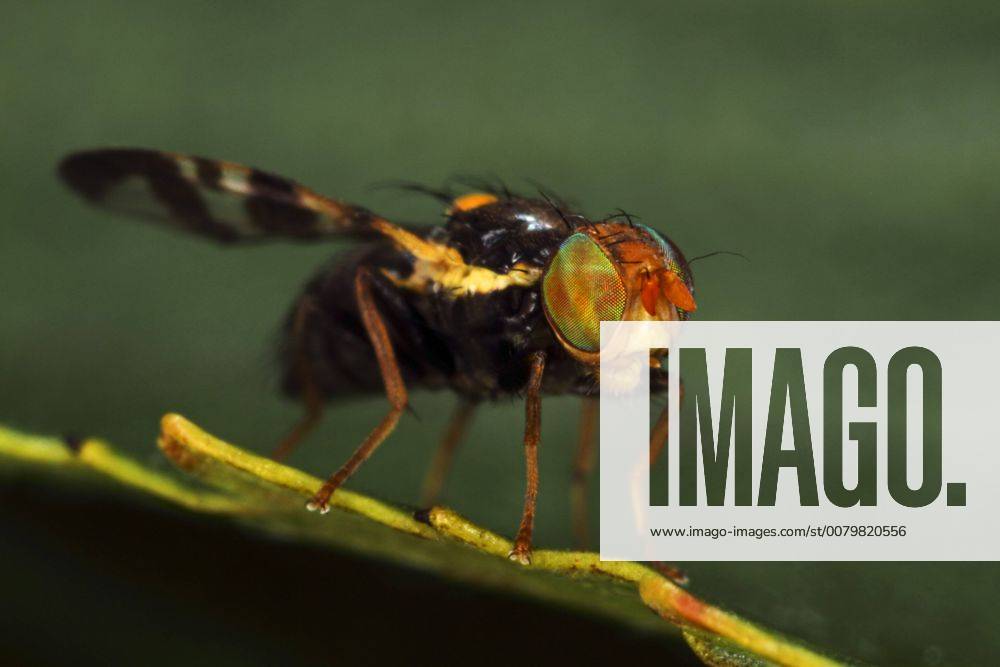 Kirschfruchtfliege, Kirsch-Fruchtfliege, Kirschfliege, Kirsch-Fliege (Rhagoletis cerasi, Rhagoletis signata, Trypeta signata), Portraet, Komplexaugen, Deutschland cherry fruit fly, tephritid fruit fly (Rhagoletis cerasi, Rhagoletis signata, Trypeta signata), portrait, compound eyes, Germany BLWS460185