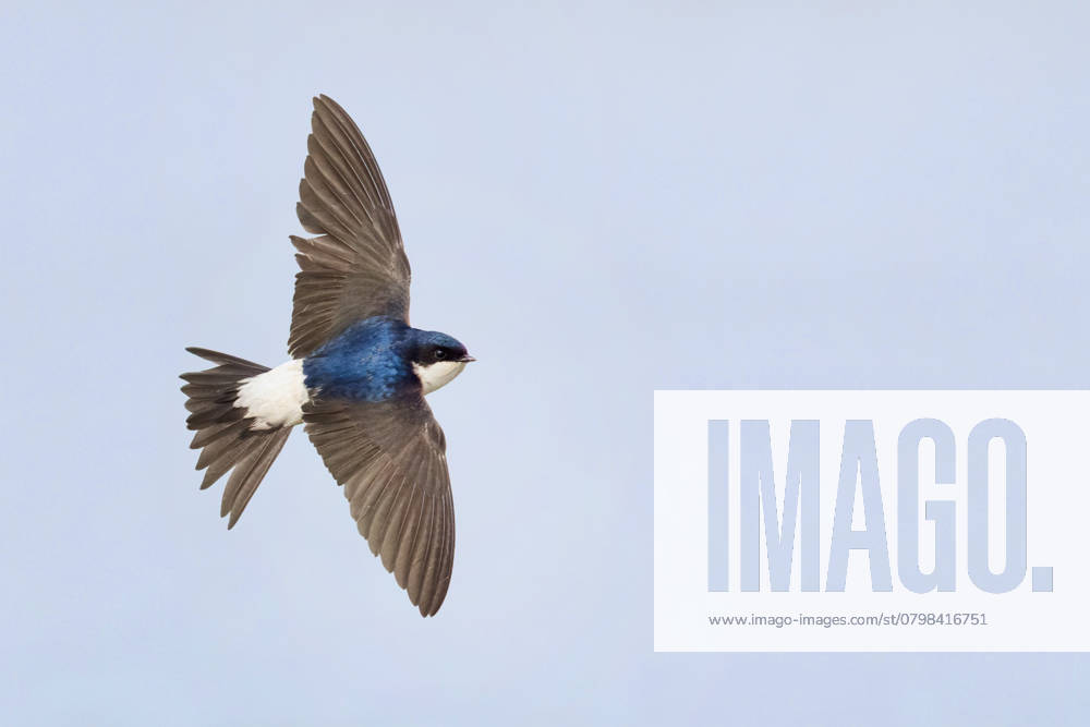 House martin, Flour Swallow Delichon urbica, Delichon urbicum , at Flight from above, Italy, Campania Common House Martin Delichon urbica, Delichon urbicum , Adult in Flight showing upperparts, Italy, Campania BLWS722883