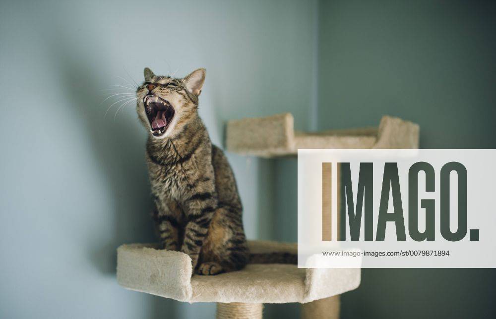 Portrait of yawning cat sitting on scratching post property released RAEF01901
