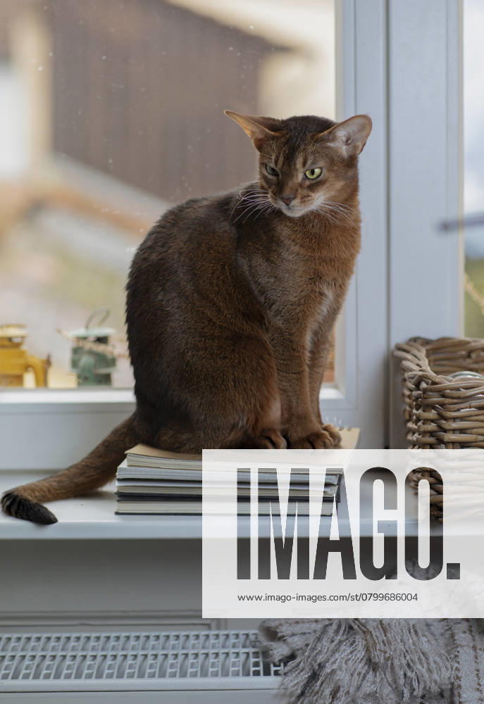 A Abyssinian cat with reddish Fur sits at a warm Radiators on Window outside is Winter, Inside enjoys the Cat the comforting Heat symbol for increasing Heating costs, Energy Saving and Tierwohl in the cold Season 1040500284