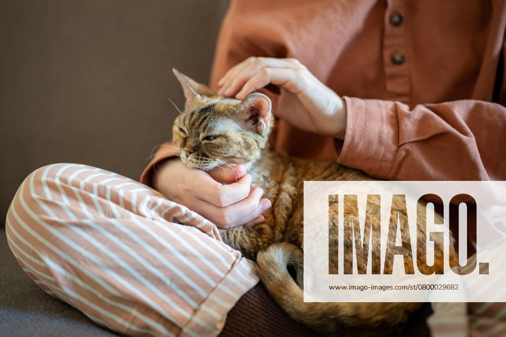 Schnurrende, schläfrige Katze, die auf dem Schoß eines fürsorglichen Tierhalters liegt und sich streicheln lässt. Therapie für Haustiere. Close up sleepy purring cat lying on pet owner laps. Tender hands stroking, caressing domestic animal. Empathy kitten performing function of emotional support, stress relieve therapy, tactile contact. ,model released, Symbolfoto