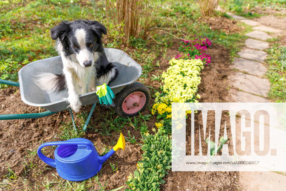 Outdoor-Porträt von niedlichen Hund Border Collie sitzt in Schubkarre Garten Wagen im Garten Hintergrund. Funny Welpe Hund als Gärtner bereit, Setzlinge zu pflanzen. Gartenarbeit und Landwirtschaft Konzept. Outdoor portrait of cute dog border collie sitting in wheelbarrow garden cart in garden background. Funny puppy dog as gardener ready to planting seedlings. Gardening and agriculture concept
