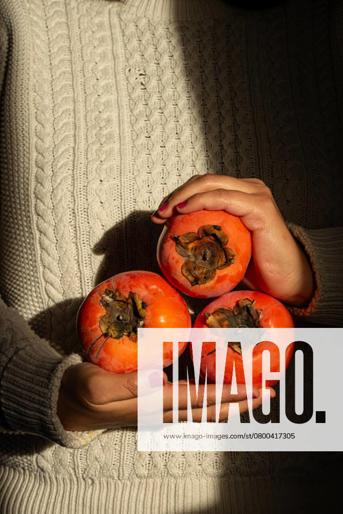 A woman hands gently cradle three ripe persimmons against a textured, cozy sweater background. The warm colors contrast beautifully with the fabric, exuding autumn vibes. Model Released JulianneMedeiros_ID26319_759231_009