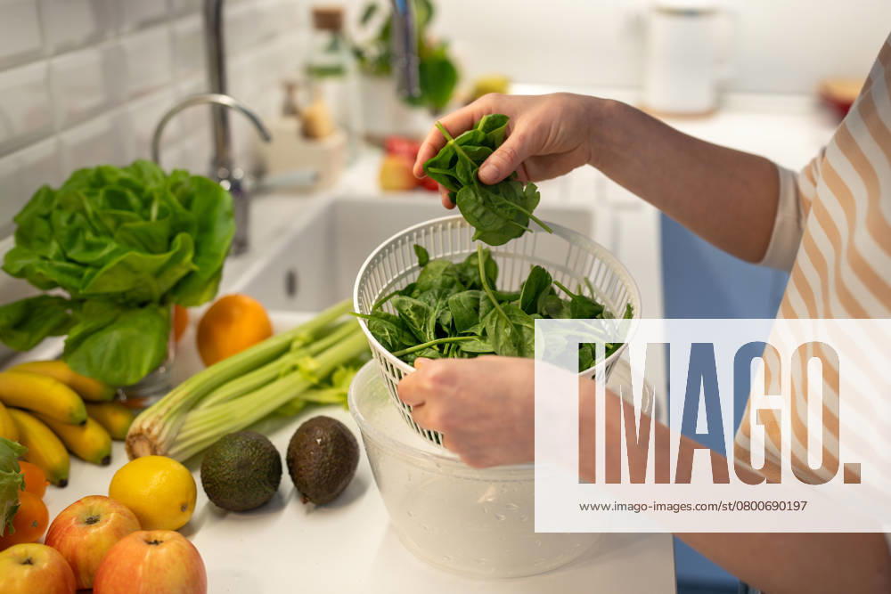 Cropped Bild der weiblichen Hände Kochen frischen Salat von grünem Spinat. Nützliche Lebensmittel für eine gute Gesundheit. Vegan women hands put greens spinach into plastic dryer centrifuge. Celery, avocados, apples, oranges lay on kitchen table. Fresh fruits and vegetables for weight control, weight loss and wellness. ,model released, Symbolfoto