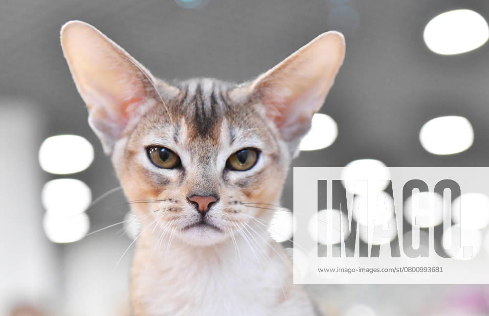 Russia Cat Show 8855362 09.02.2025 An Abyssinian cat is pictured at the KoShariki Show in Moscow, Russia. Natalia Seliverstova Sputnik Moscow Russia