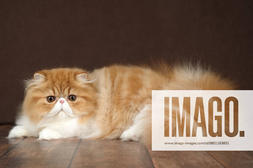 Porträt einer flauschigen Perserkatze auf dunklem Hintergrund. Farbe: rot und weiß. Portrait of a fluffy red Persian cat on a dark background in a studio.