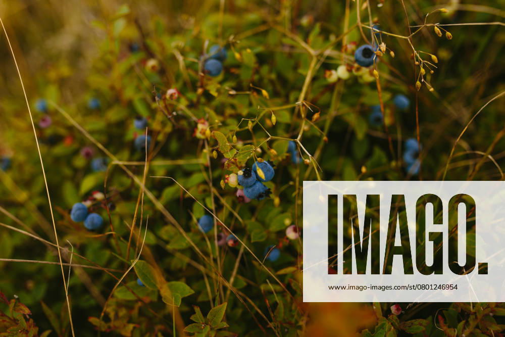 A vibrant and detailed close-up of ripe blueberries nestled among lush greenery in Sherwink, Trinity. Model Released CamilleGirard_ID26165_755053_136
