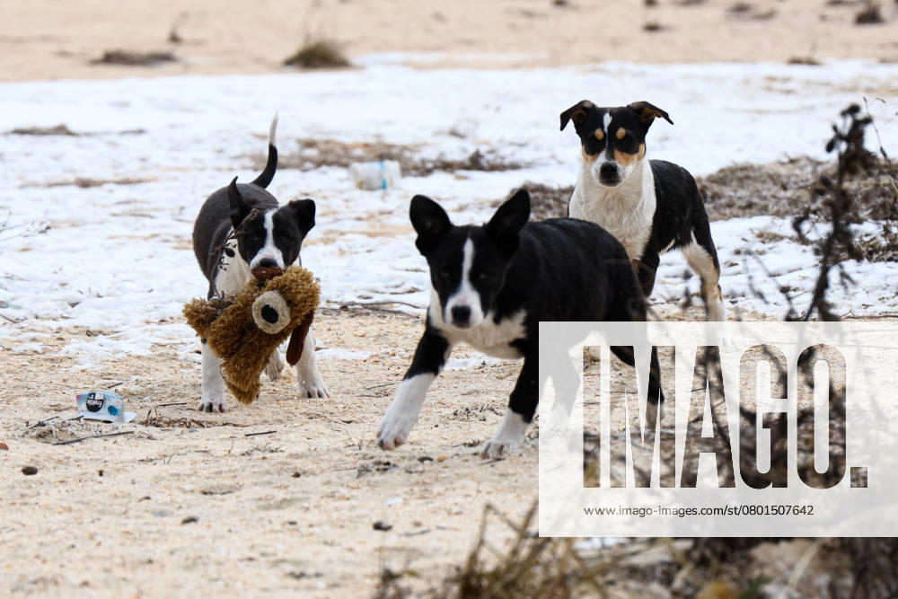 RUSSIA, KHERSON REGION - FEBRUARY 12, 2025: Dogs play with a stuffed toy on the Arabat Spit in the village of Genicheskaya Gorka. Alexei Konovalov TASS 78245684