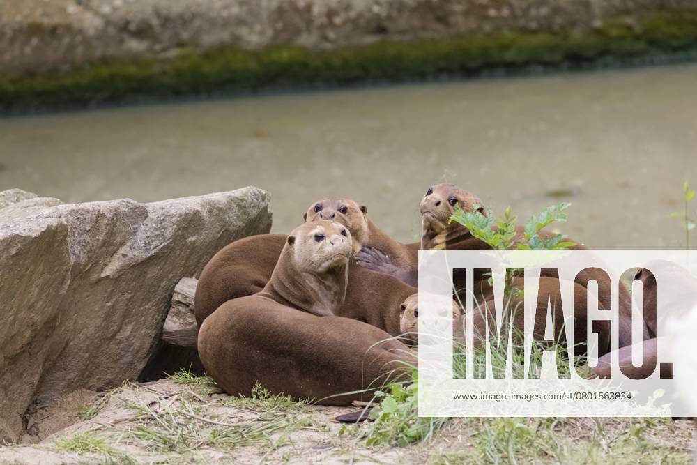 Eine Familie von Riesenottern oder Riesenflussottern (Pteronura brasiliensis) spielt an einem Flussufer A family of giant otters or giant river otters (Pteronura brasiliensis) playing on a river bank