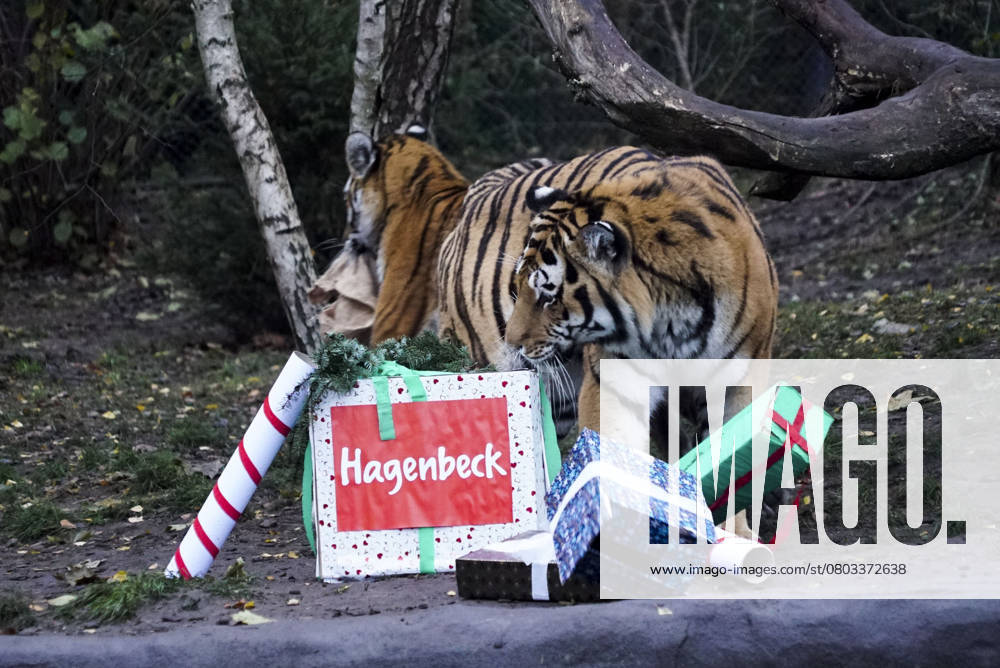Tigermama Maruschka pleased itself via Gifts from Nikolaus and a with Beef and veal filled Jute bag at Nicholas feast at Outdoor enclosure at Hagenbeck Animal park on Monday 05 December 2022 in Hamburg at Hagenbeck Life currently four Siberian Tiger So the both Tigers Rida and Daria and their Parents Maruschka and Yasha HH Germany