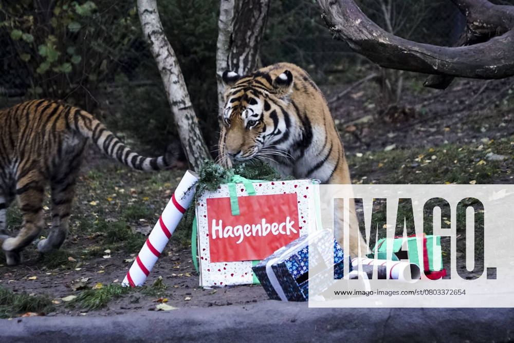 Tigermama Maruschka pleased itself via Gifts from Nikolaus and a with Beef and veal filled Jute bag at Nicholas feast at Outdoor enclosure at Hagenbeck Animal park on Monday 05 December 2022 in Hamburg at Hagenbeck Life currently four Siberian Tiger So the both Tigers Rida and Daria and their Parents Maruschka and Yasha HH Germany