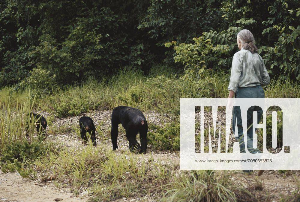IMAGO ICONS: Jane Goodall Tanzania Gombe Stream National Park Jane Goodall follows Chimpanzee and family in the rain