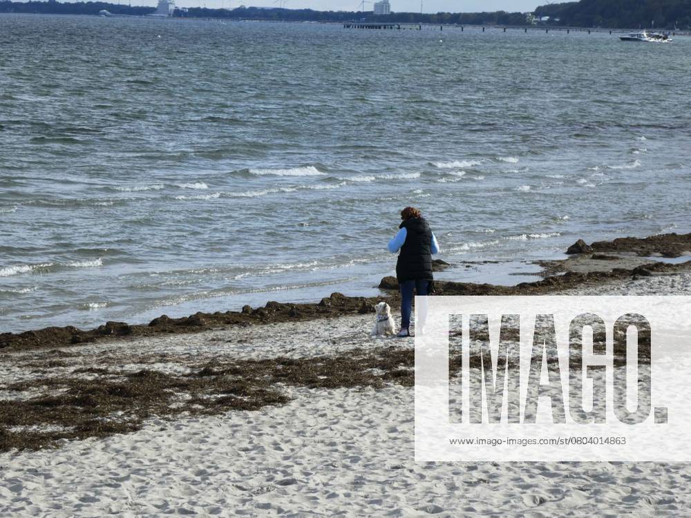 Symbol image Woman with their Dog Westie alone on Beach Sand Waves Water to the Baltic Sea 06 10 2024 Scharbeutz is a Community at District Ostholstein in Schleswig Holstein Luebecker Bay SH Germany