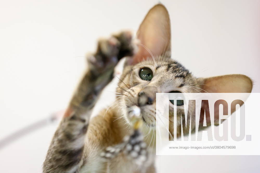 RUSSIA, MOSCOW - FEBRUARY 22, 2025: An Oriental Shorthair takes part in the KoShariki Show cat show at the RM shopping centre, VDNKh. Artyom Geodakyan TASS 78536996