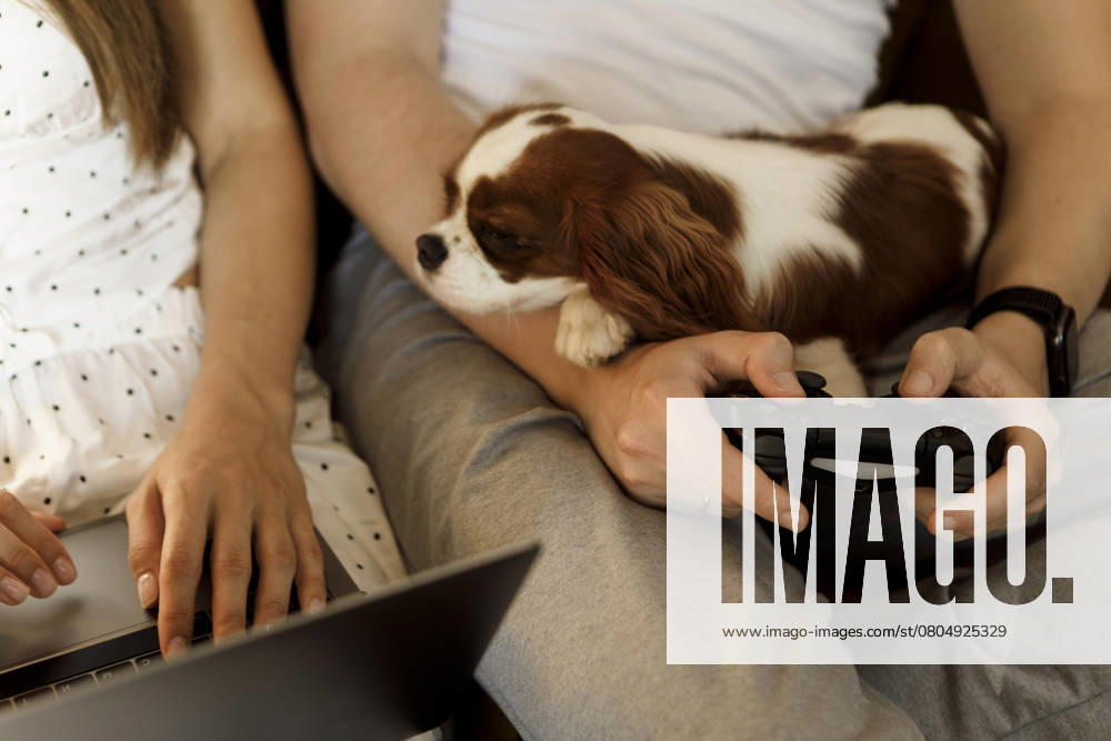 IMAGO Creative, Lifestyle, Gaming A woman works on her laptop while a man plays a console with a dog on his lap model released, Symbolfoto property released, EHAF00441