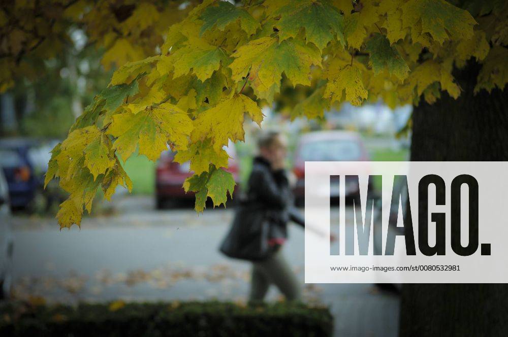 Bydgoszcz, Poland - A woman is seen walking past a maple tree while on the phone in Bydgoszcz, Poland on 19 October, 2017. Bydgoszcz Poland - ZUMAn230 20171019_zaa_n230_345
