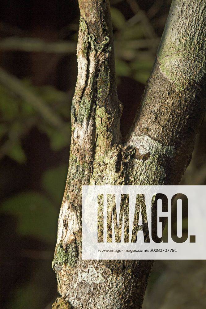 Skin fringes along the jaw and sides of the body make a mossy leaf-tailed gecko (Uroplatus sikorae) almost invisible on a tree trunk, body upside down on the thinner trunk, eye at the bottom of the image center, Andasibe National Park, Madagascar