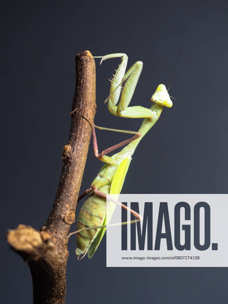 A close-up of a green praying mantis perched on a curved, textured branch. The dark background emphasizes the insect s delicate body structure and intricate details of its forelegs. The mantis bright green color contrasts with the rough, brown bark, highlighting its camouflage abilities. The positioning of the mantis suggests alertness, with its head slightly tilted and antennae extended forward. Garham Germany - ZUMAs197 20250304_aaa_s197_624