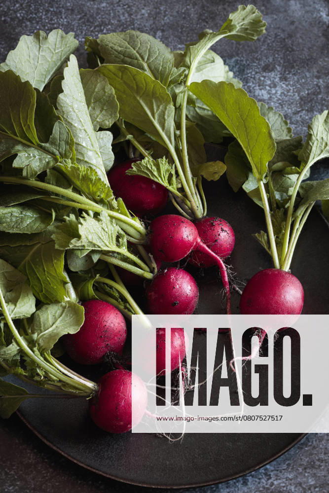 IMAGO Creative, Sommer, Food, Radieschen Fresh radishes with leaves on a plate in a studio setting, EVGF04492