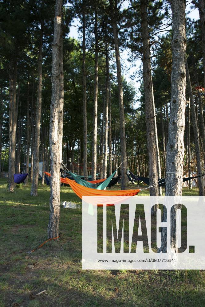 Hängematten auf Bäumen im Wald. Sonnenschein am Morgen im Wald. Viele Hängematten. Ruhe im Freien Konzept Hammocks on trees in the forest. Sunshine morning in the forest. Many hammocks. Rest outdoor concept