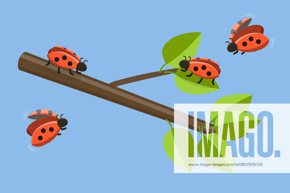 3D Isometrische flache Illustration von Marienkäfern, niedlich lustige Insekten<br>3D Isometrische flache Illustration von Marienkäfern, niedliche lustige Insekten 3D Isometrische flache Illustration von Marienkäfern, niedlich lustige Insekten<br>3D Isometrische flache Illustration von Marienkäfern, niedliche lustige Insekten