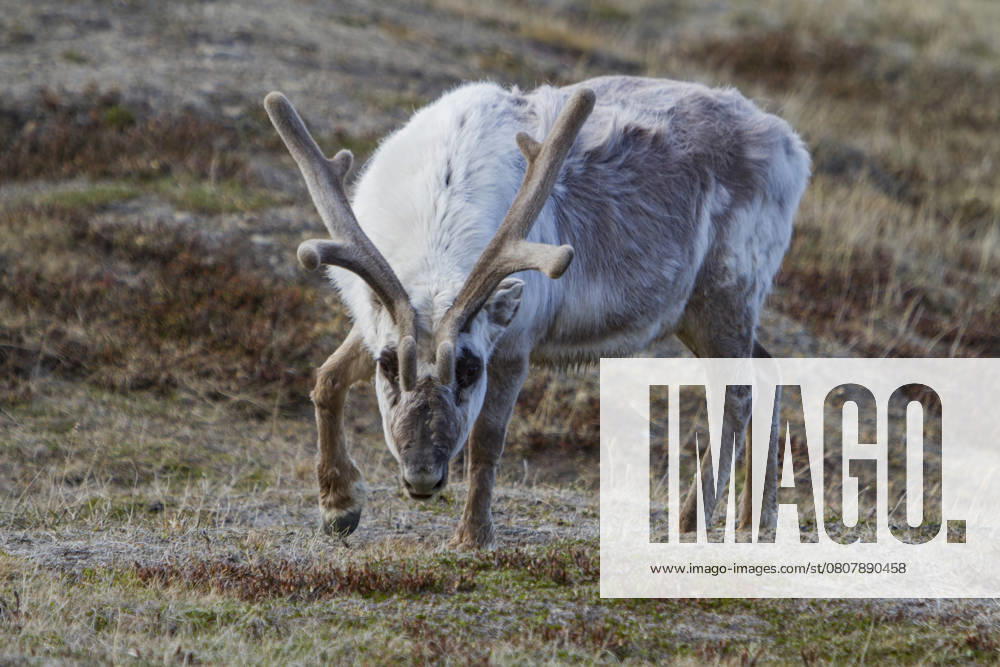 Adult Svalbard reindeer (Rangifer tarandus platyrhynchus) grazing within the town limits of Longyearbyen, Svalbard, Norway
