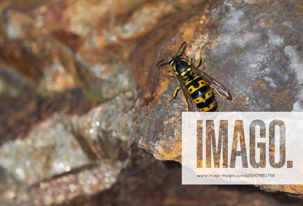 Berlin, GER Wasp queen outdoor, outdoor shot, Berlin, biology, German, Germany, top view, Europe, european, fauna, flying insect, spring, springtime, arthropod, hymenoptera, insect, season, queen, macro, macro shot, close, close-up, nature, nobody, QF, landscape, animal, animal kingdom, animal world, vespa, bir