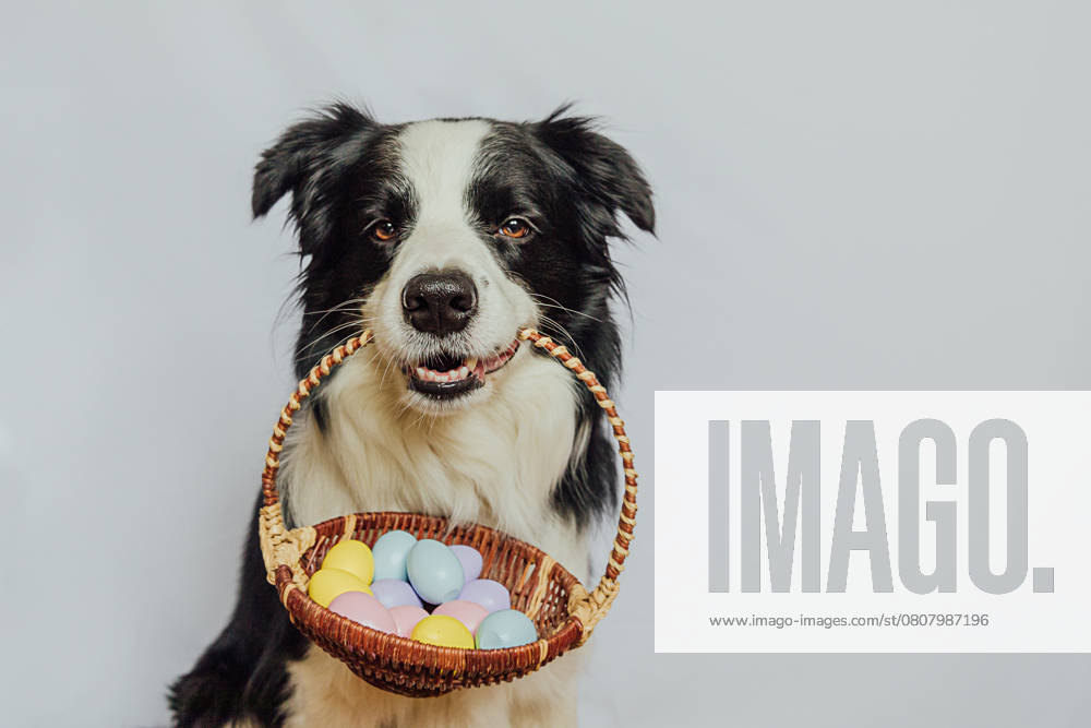 Konzept für frohe Ostern. Vorbereitung für den Urlaub. Cute Welpen Hund Border Collie hält Korb mit Ostern bunte Eier im Mund isoliert auf weißem Hintergrund. Frühling Grußkarte. Konzept für frohe Ostern. Vorbereitung für den Urlaub. Cute Welpen Hund Border Collie hält Korb mit Ostern bunte Eier im Mund isoliert auf weißem Hintergrund. Frühling Grußkarte.