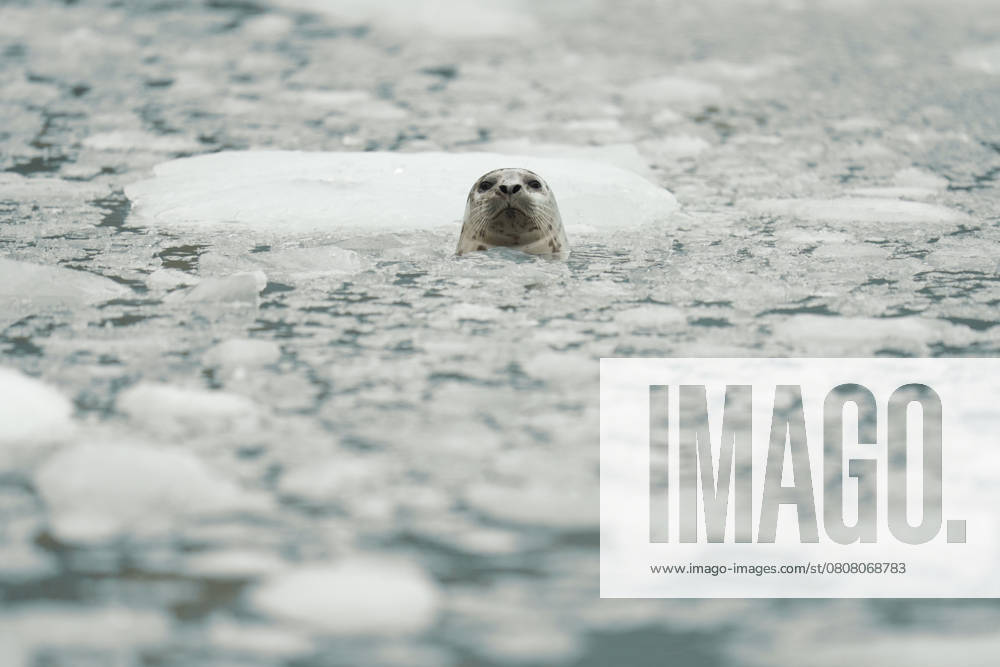 Seal Emerges Amidst Frozen Arctic Waters Surrounded by Ice and S Seward, Alaska, United States R_SYVS2503170C-1676336-01
