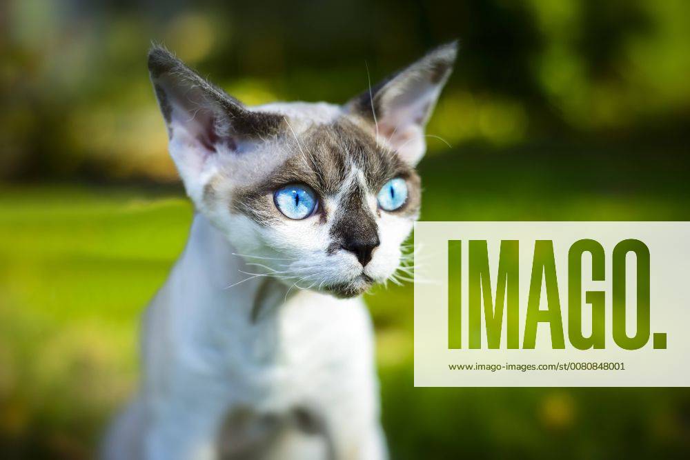 Race cat Devon Rex Felis catus ** NUR FUER REDAKTIONELLE ZWECKE ** **