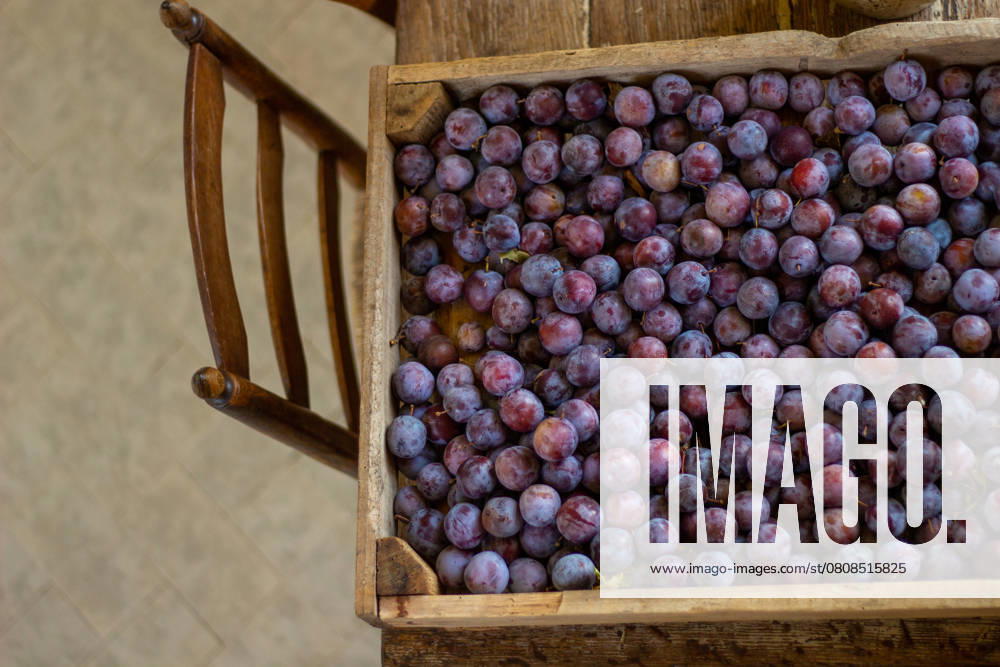 IMAGO Creative, Jahreszeit Sommer, Food, Pflaume Plum harvest on a wooden table in the kitchen during the summer Bourges, Centre-Val de Loire, France R_WCUQ250401-1694713-01