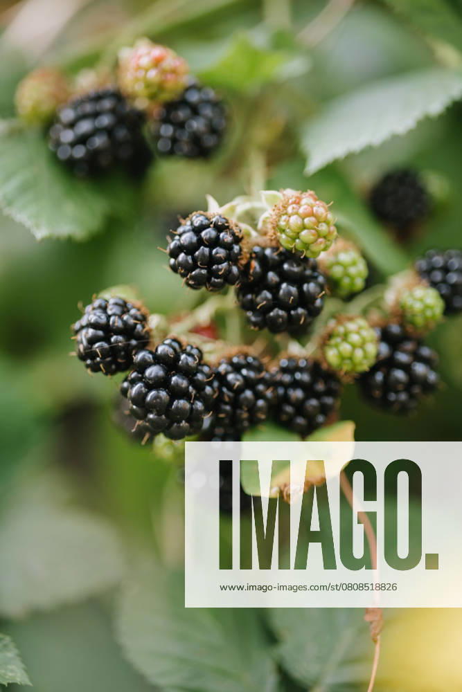 Ripe and unripe blackberries (Rubus fruticosus) on the vine Duncan, British Columbia, Canada R_ABWG250401-1697807-01