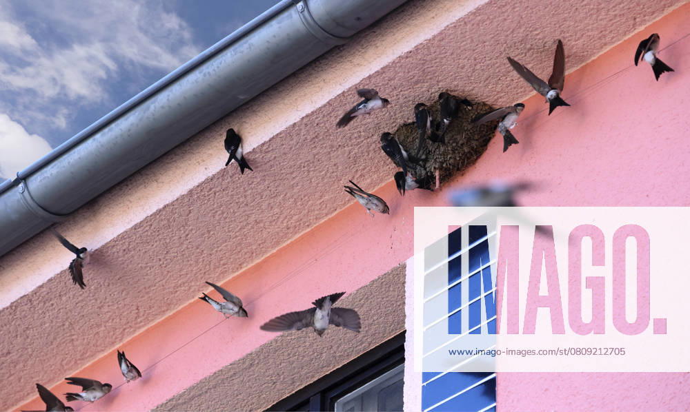 Common House Martin, Delichon urbicum, bird, nest (CTKxPhoto ZdenekxRerych) CTKPhotoF202504030000701 CTKPhotoF202504030000701