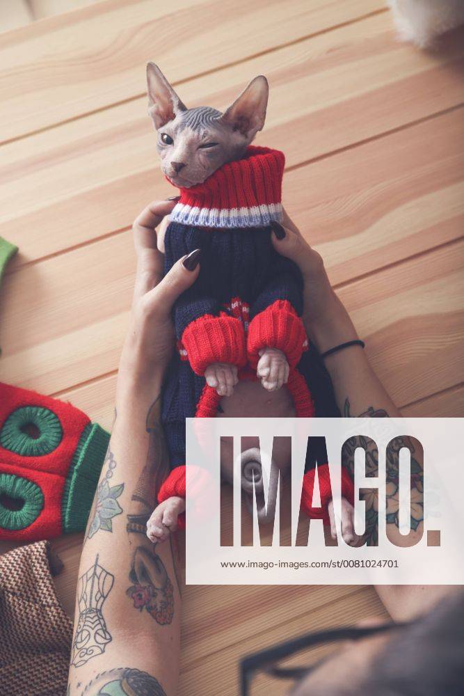Close-up of woman holding Sphynx cat wearing pullover model released Symbolfoto property released RTBF01061