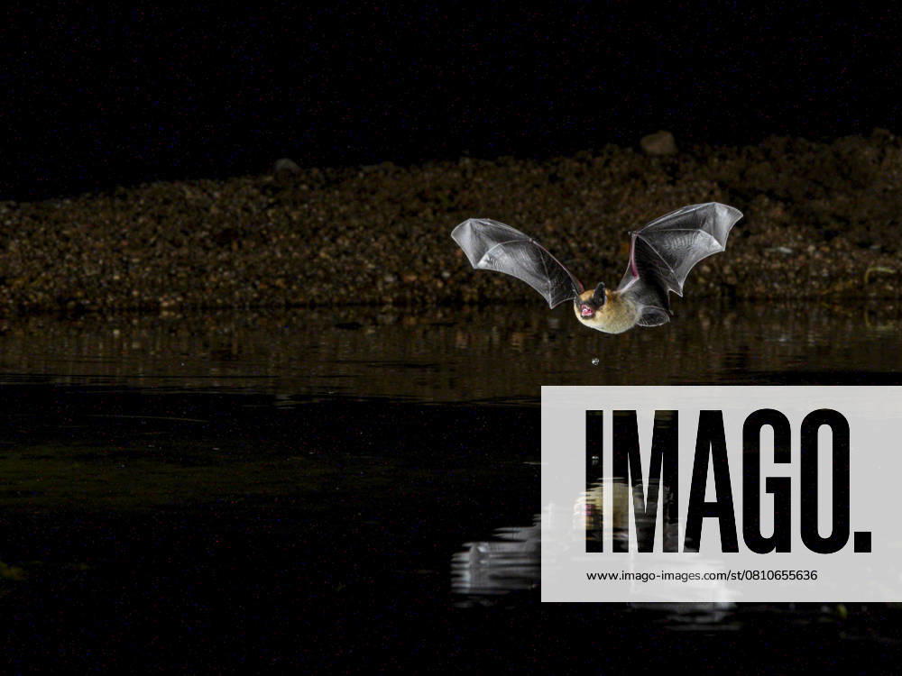 Myotis bat coming to water to drink in desert, Arizona