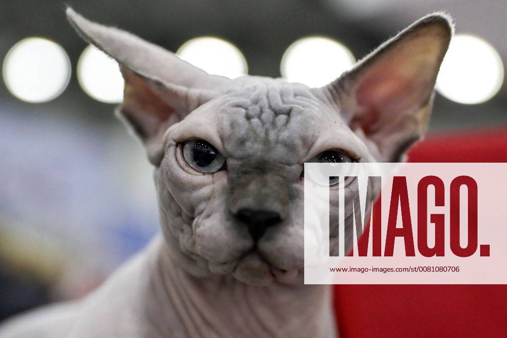 A Sphynx breed cat at the 2017 Grand Prix Royal Canin international cat show at the Crocus Expo Exhibition Center. Sergei Savostyanov TASS TS06B9A9