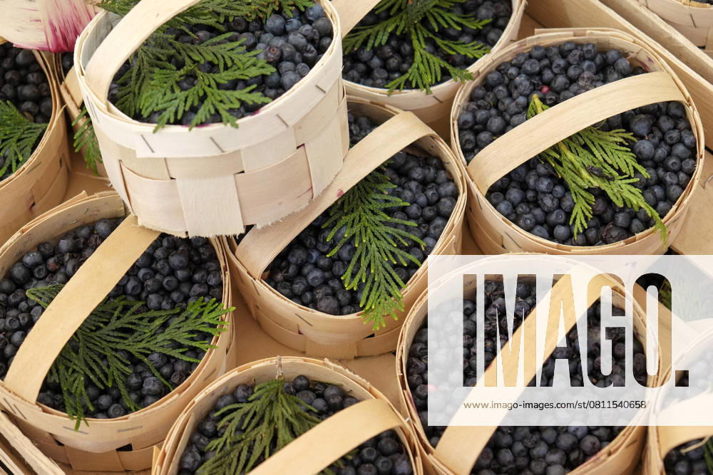 Munich, Germany. Farmers market. Wild blueberries