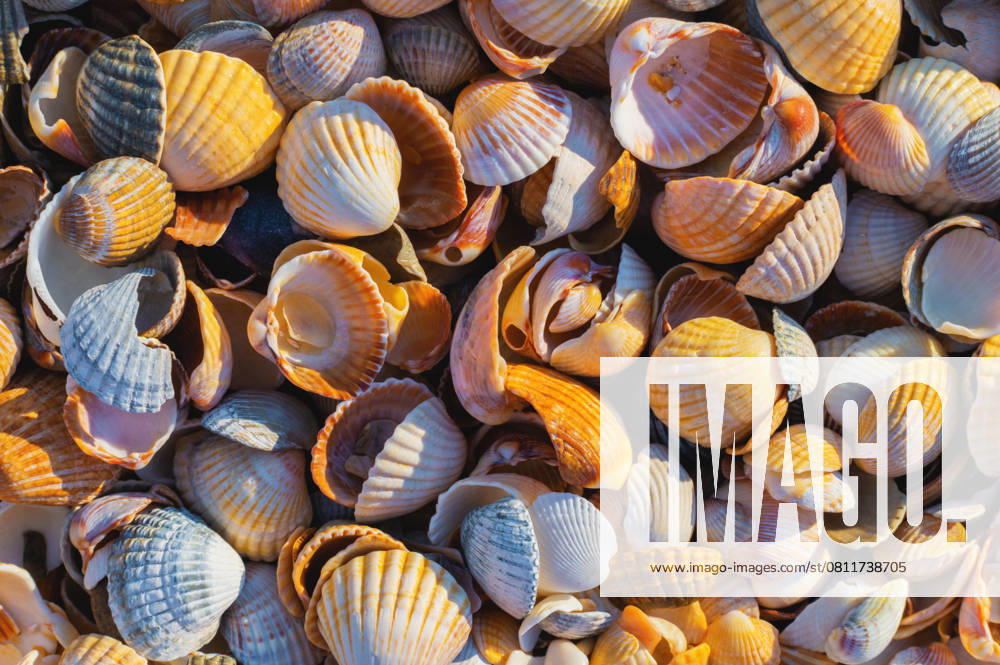 Shell Coast. Close-up of small seashells on the seashore. Sea background with sunset light. , 58563218.jpg, shell, seashell, mollusk, clam, scallop, nautical, sea life, exotic, spiral, snail, starfish, sea shell, collection, rare, a lot, assortment, closeup, many, mix, piled, sea bottom, swim, shellfish, coral, coast, background, pattern, texture, beach, summer RECORD DATE NOT STATED