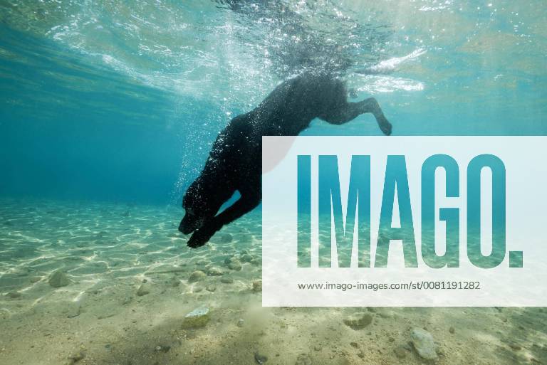 Black dog dives under water behind a stone. Red Sea. Dahab. Egypt. Africa