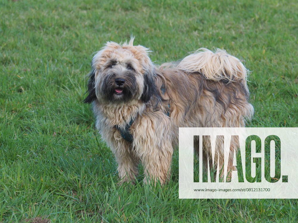 Tibetterrier, Tibet-Terrier, weiblich Tibet-Terrier (Hündin) ca. 1,5 Jahre alt, (License=RF)