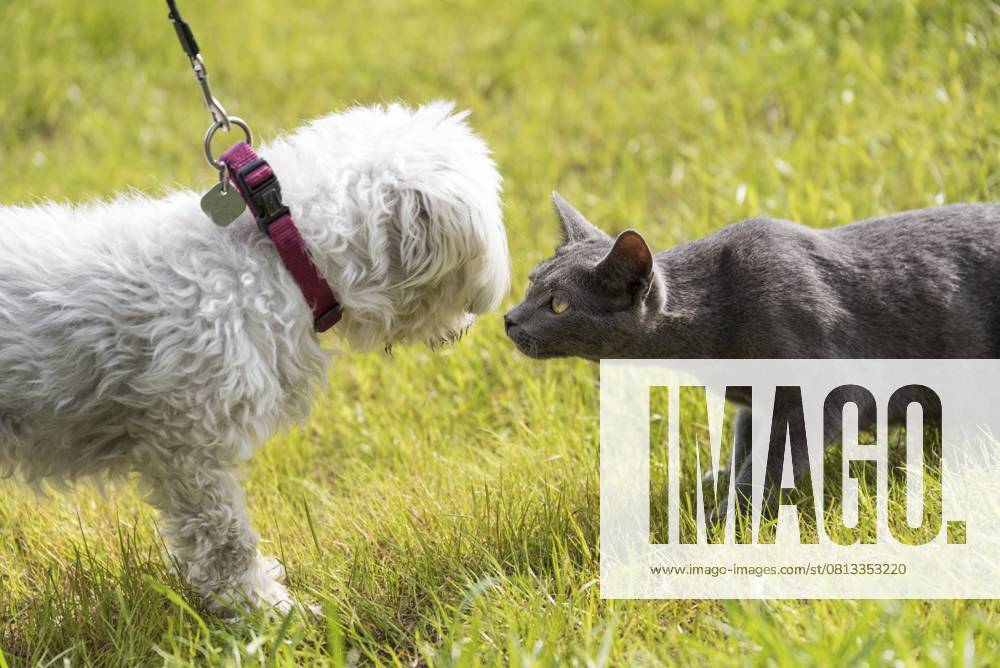 Katze schnuppert bei einem weißen Hund - Havaneser und Russisch-Blau Cat sniffs a white dog - Havanese and Russian blue
