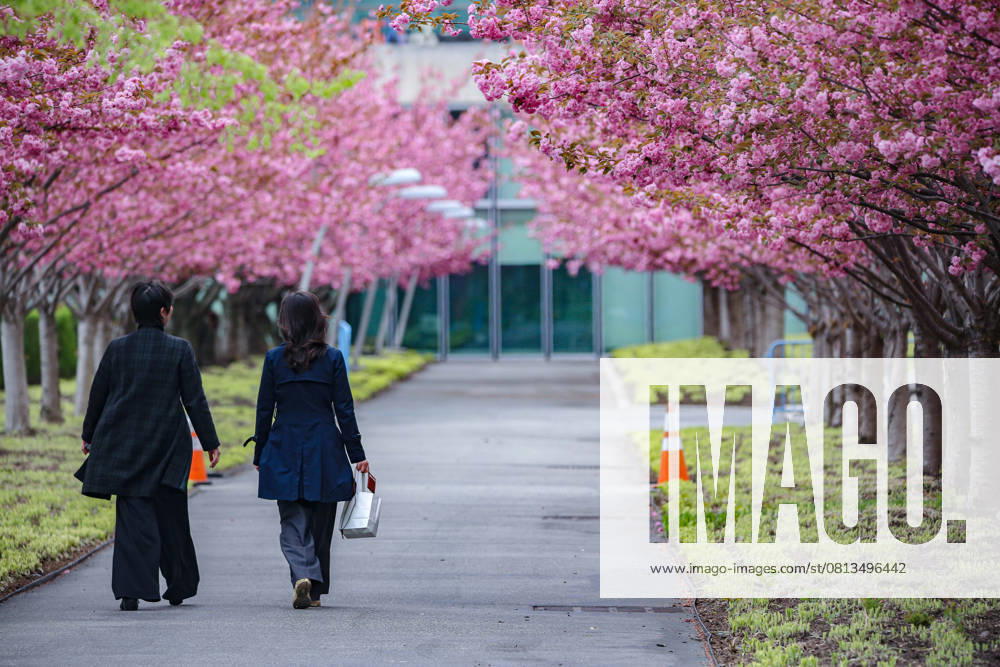 Women walk together through the line of Cherry blossoms on the grounds of the United Nations Headquarters in Spring. New York USA - ZUMAo116 20250421_znp_o116_048
