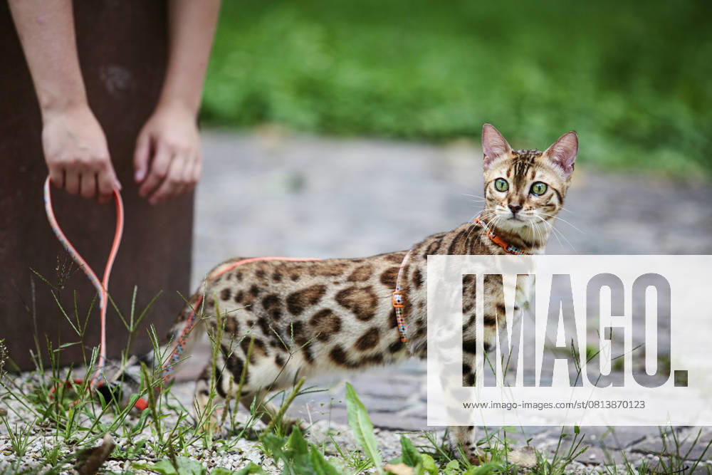 Bengal cat on a leash exploring outdoors with a person nearby property released, NIF00097