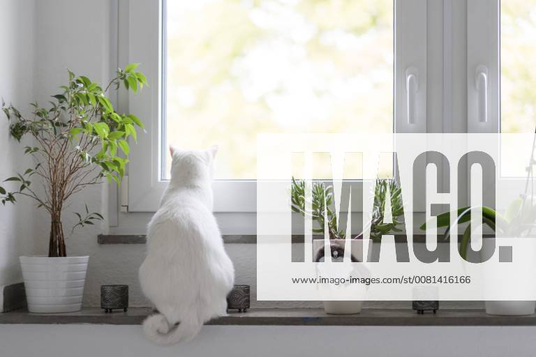 Back view of white cat sitting on window sill property released CHPF00442