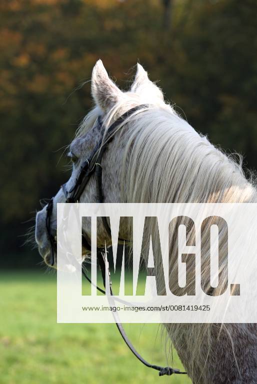 Zernikow Brandenburg GER Arabian horse looks at a riding out horse riding equestrian equestrian Arabs Arabian horse Arabian horse mold attention attention rear view rear view 171015D198ZERNIKOW JPG
