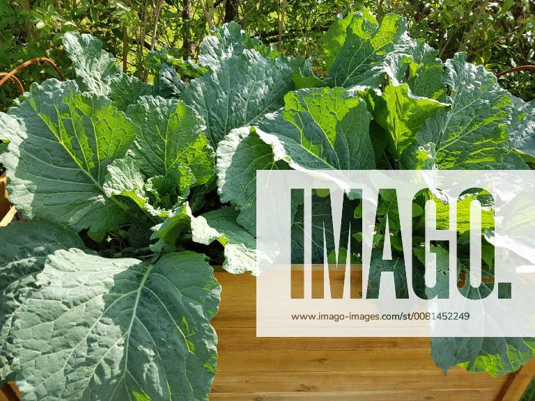Raised bed cabbage Brassica oleracea var. sabauda Kohl raised bed savoy cabbage Brassica oleracea var sabauda