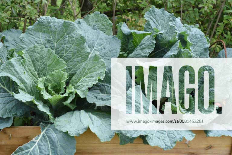 Raised bed cabbage Brassica oleracea var. sabauda Kohl raised bed savoy cabbage Brassica oleracea var sabauda
